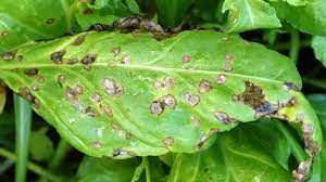 باکتری بیماری زا در گیاهان - خدمات باغبانی و جابجایی درخت هورس (Horas)
